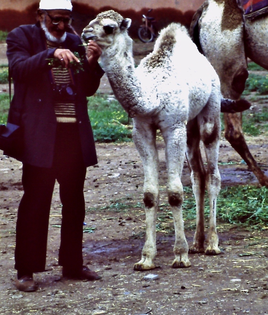 camel owner